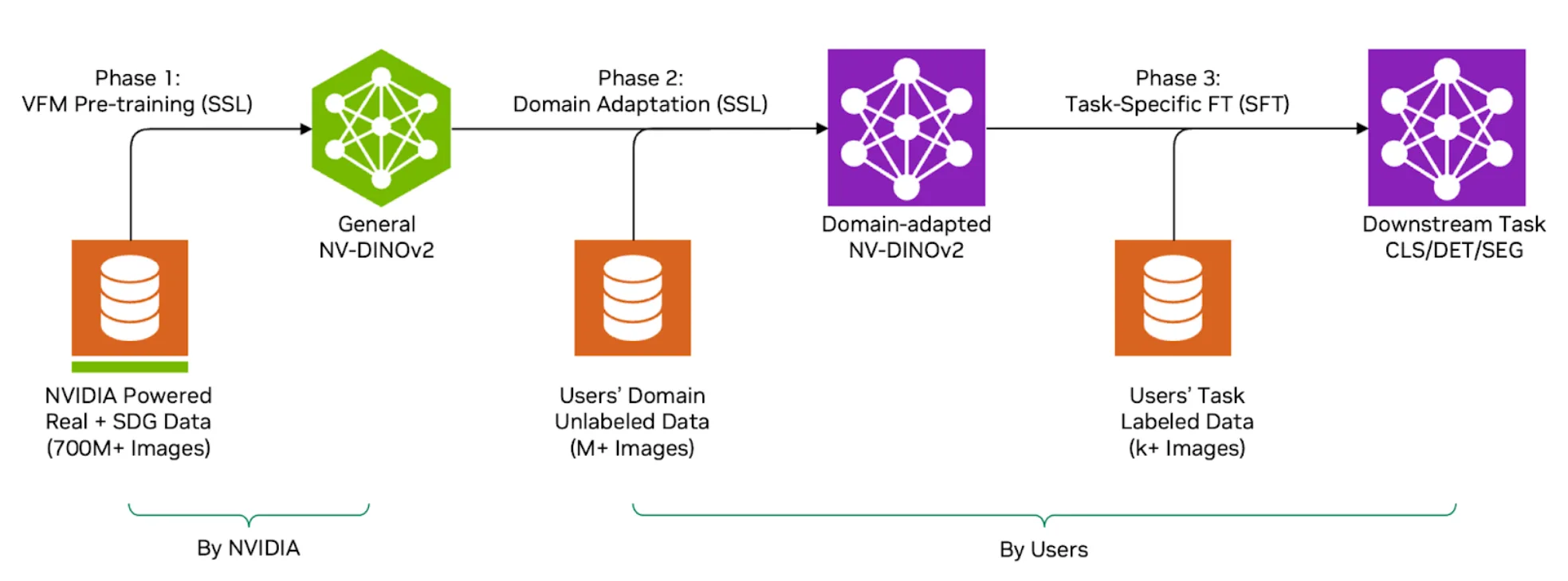 A flowchart illustrating the three-phase NV-DINOv2 workflow. It shows Phase 1: VFM Pre-training by NVIDIA leading to a General NV-DINOv2 model. This is followed by Phase 2: Domain Adaptation by Users to create a Domain adapted NV-DINOv2 model, and finally Phase 3: Task-Specific FT by Users for Downstream Tasks like Multiple-class CLS and SEG.