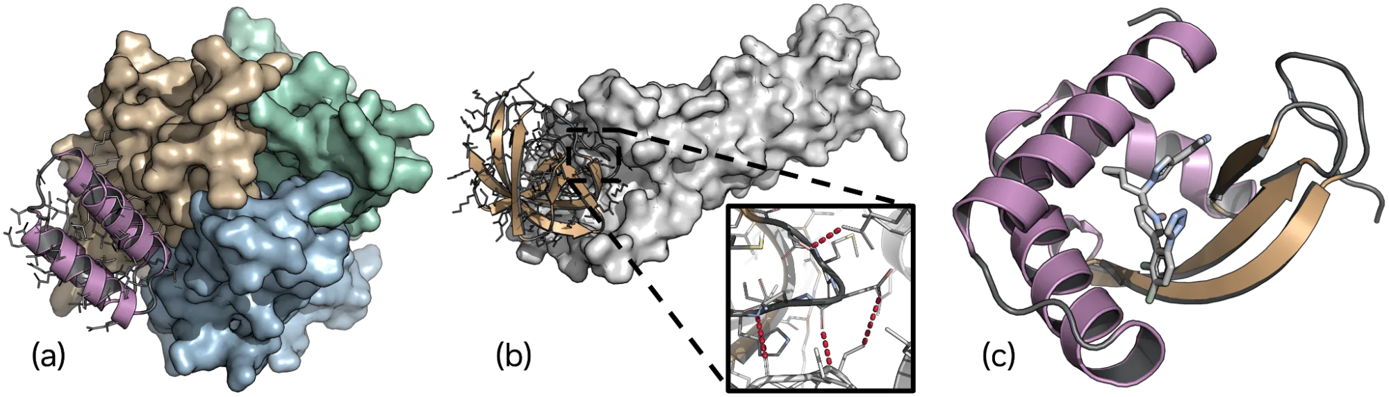A three-part graphic showing different protein binders generated by Proteina-Complexa. Panel A shows the TNF-alpha three-chain protein in a surface representation with a generated protein binder shown in purple. Panel B shows a Claudin-1 protein in a gray surface representation, featuring a gold colored protein binder and a zoomed-in view that highlights red hydrogen bonds between the target and the binder. Panel C illustrates a gray small molecule target attached to a generated binder colored purple and gold.
