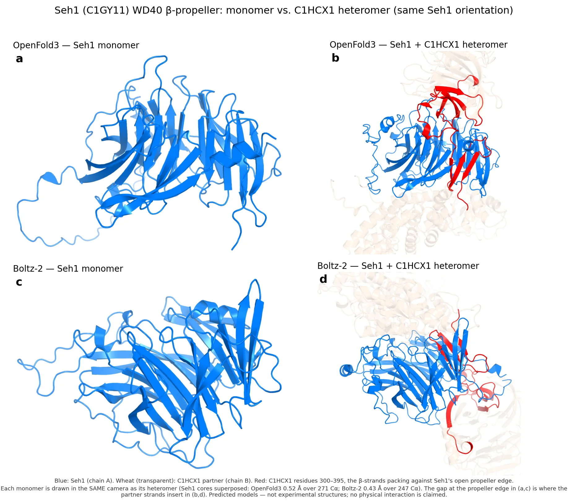 Four predicted structures by model and condition. Each Seh1 monomer has an open edge on its β-propeller; in each heteromer, red partner β-strands occupy that edge. Seh1 is consistently blue, the partner wheat, the inserting strands red.