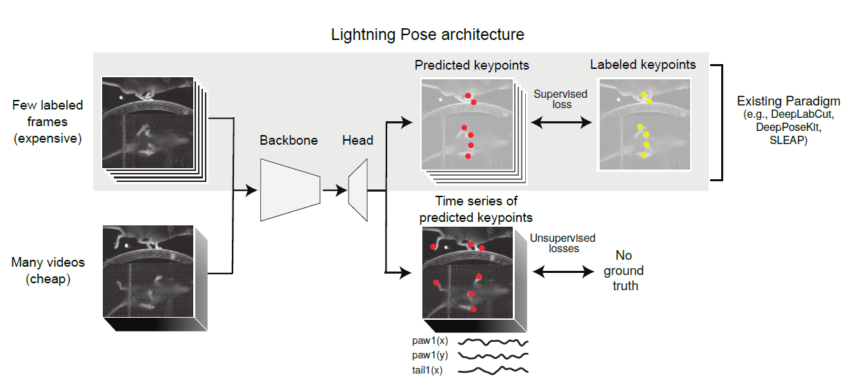 Lighting Pose consists of a backbone that consumes a few labeled frames and many unlabeled videos. The results are transferred to the head that predicts keypoints for both labeled and unlabeled frames. When labels are available, a supervised loss is applied. For unlabeled videos, Lightning Pose applies a set of unsupervised losses.