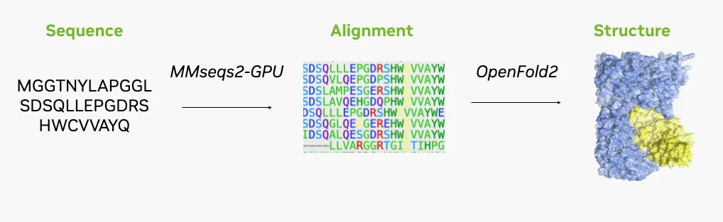 This graph illustrates the process of passing an amino acid sequence to MMseqs2-GPU to generate a multiple sequence alignment, which is then forwarded to the AI model OpenFold2 to predict a protein structure.
